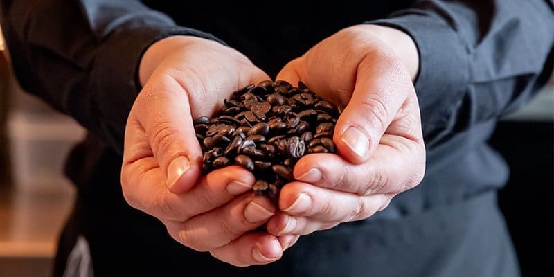 Produzione del caffè: dalla pianta di caffè alla selezione dei chicchi